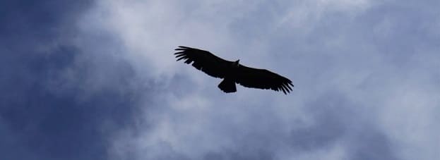 I am the wind underneath your wings!